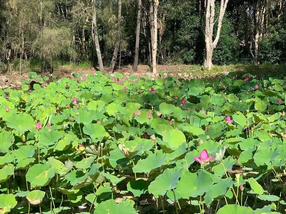 Guest house Nature Paradise New Acreage 4 Bedroom House Capalaba