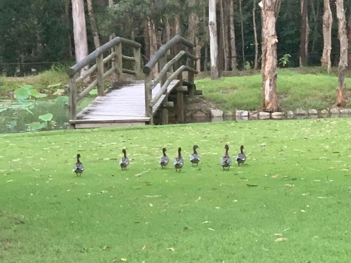 Nature Paradise New Acreage 4 Bedroom House Capalaba Guest house