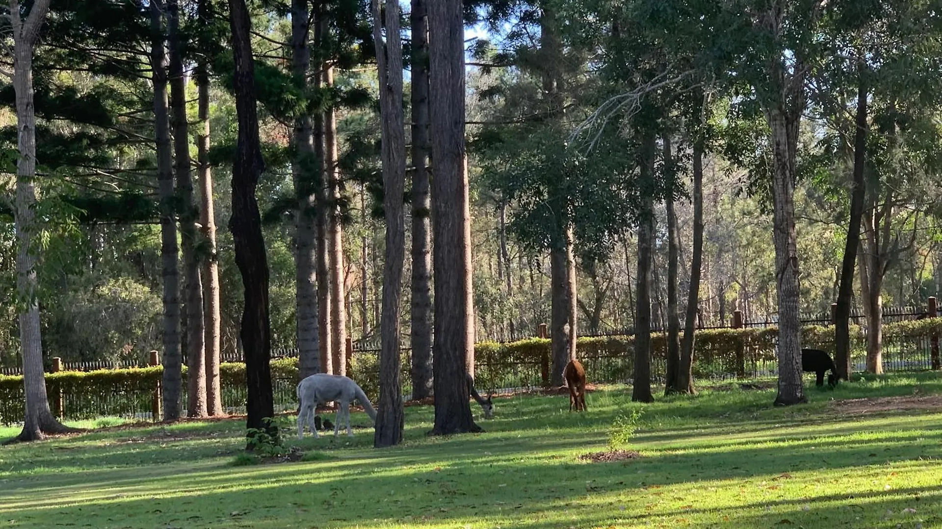 Guest house Nature Paradise New Acreage 4 Bedroom House Capalaba