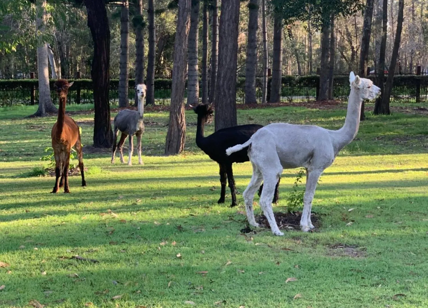 Guest house Nature Paradise New Acreage 4 Bedroom House Capalaba